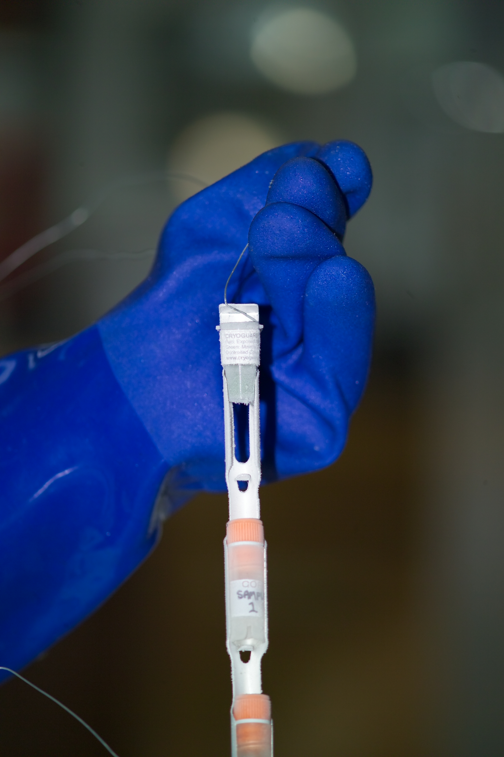 cryoguard-on-cane-not-in-cryovial-corning.jpg cryoguard-on-cane-not-in-cryovial-corning.jpg